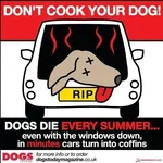 dogs_cars.webp