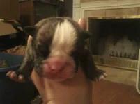 Lola first year one 008.webp