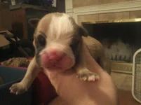 Lola first year one 009.webp
