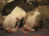 Lola first year one 010.webp