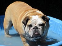 Bea - loving her pool.jpg Bea - loving her pool.jpg