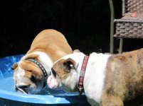 bea and bo - in the pool.jpg bea and bo - in the pool.jpg