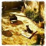 Seamus in the sun.webp