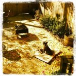 Seamus in the sun.jpg Seamus in the sun.jpg