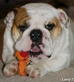 larry_head.webp