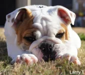 larry2.webp