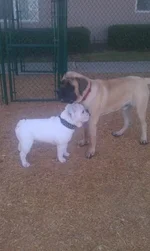 gilbert2.webp
