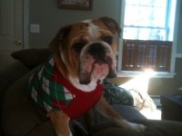 Otis - Christmas Picture.jpg