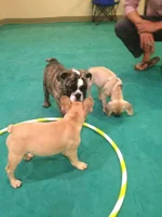 Puppy play day!.webp