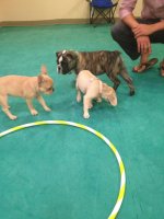 Puppy play.jpg