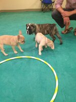 Puppy play.jpg