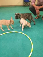 Puppy play.webp
