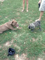Seamus and Toby meet first time.webp
