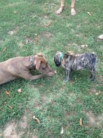 Seamus and Toby meet.jpg
