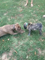 Seamus and Toby meet.webp