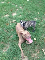 Seamus and Toby.webp