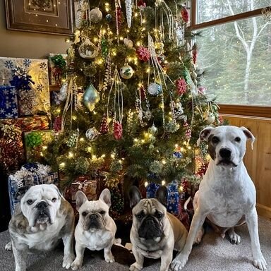 Furminator bulldog clearance