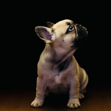 Coco Chanel  Bulldog puppies, British bulldog, Puppies