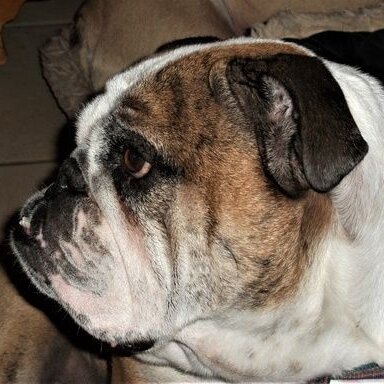 NU STOCK for many skin problems English Bulldog Forum