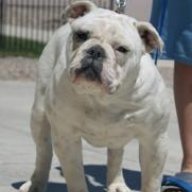 Jefferson bulldogs