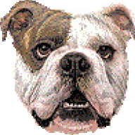 Butterbean The Bulldog