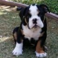 Dukes