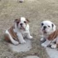 Bonnie and Clydes ma