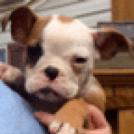 MugsyBully