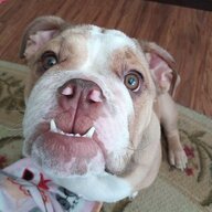 Gus's_momma