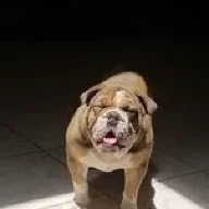 JOMO Kennels