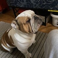 Benjamin_the_bullie