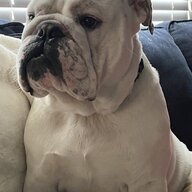 Macky moo