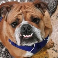 dukebulldog303