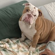 winniebby