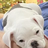 CLynn