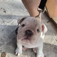 BuddhaBully
