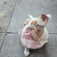 IzzyBizzyBulldog