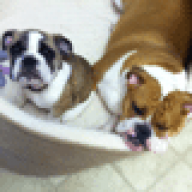 TwoBullies