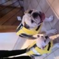 Bruno and Gidget