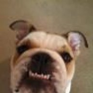 HeyBulldog
