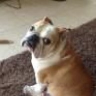 What do you give your dog for dry eye English Bulldog Forum