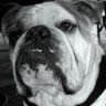bob-the-beefcake