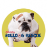 albertabulldogrescue