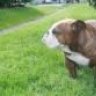 AmbitiousBulldogs