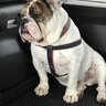 Auggie Dog