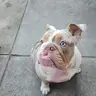 IzzyBizzyBulldog