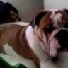 BubsDaboss