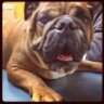 BuddhaLoveMuffin