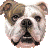 Butterbean The Bulldog
