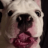 MyDogDiesel